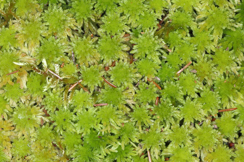 Sphagnum quinquefarium
